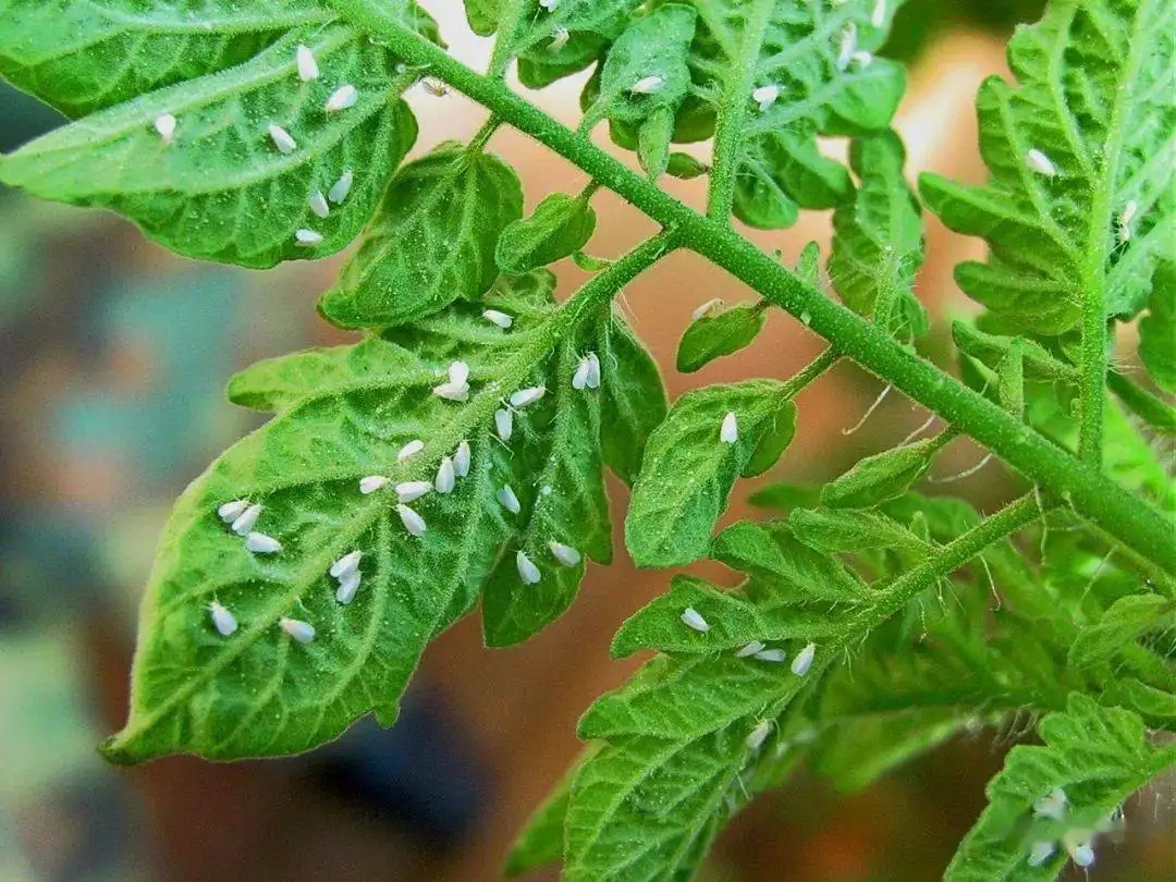 正版资料与内部资料