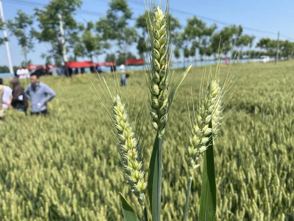 正版资料与内部资料